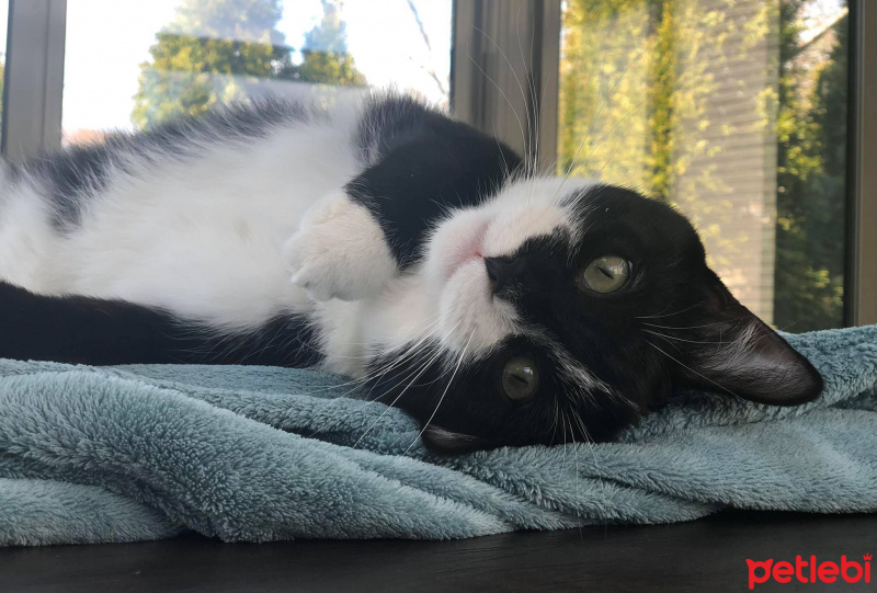 Tuxedo (Smokin) Kedi, Kedi  Boli fotoğrafı