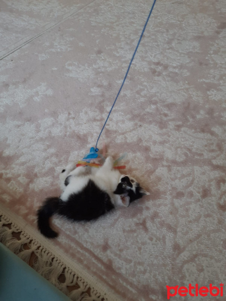 Tekir Kedi, Kedi  kara bela fotoğrafı