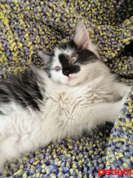 Tekir Kedi, Kedi  kara bela fotoğrafı