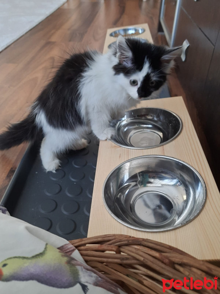 Tekir Kedi, Kedi  kara bela fotoğrafı