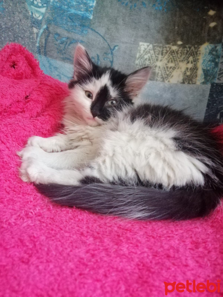 Tekir Kedi, Kedi  kara bela fotoğrafı