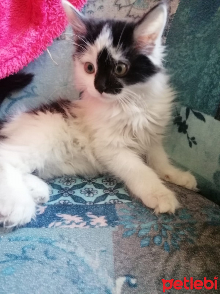 Tekir Kedi, Kedi  kara bela fotoğrafı