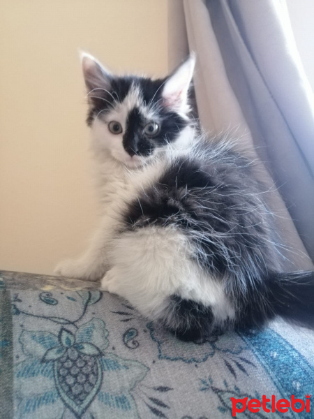 Tekir Kedi, Kedi  kara bela fotoğrafı