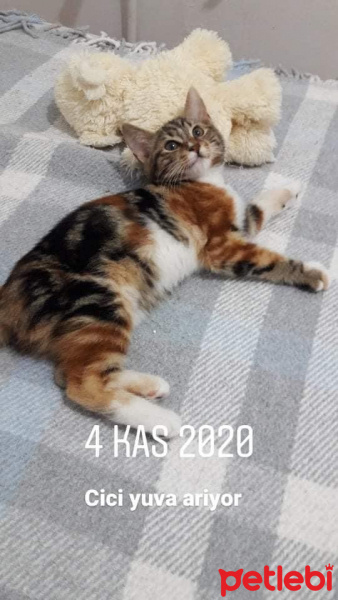 Bengal, Kedi  Cici fotoğrafı