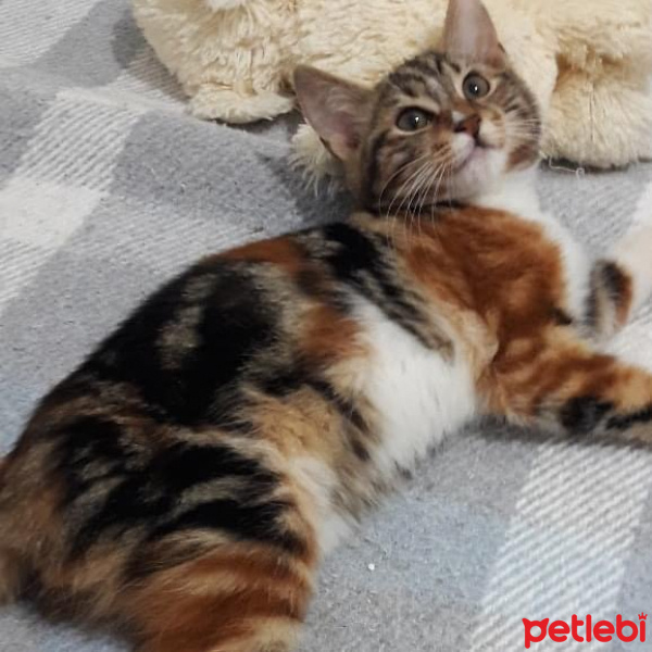 Bengal, Kedi  Cici fotoğrafı