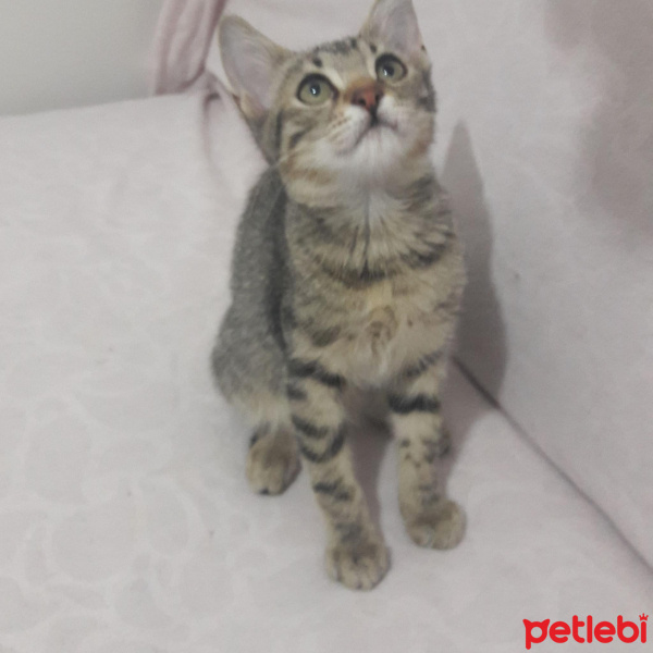 Tekir Kedi, Kedi  Ateş fotoğrafı