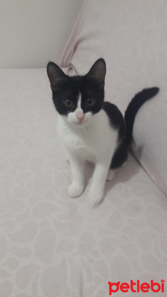 Birman, Kedi  Feliks fotoğrafı