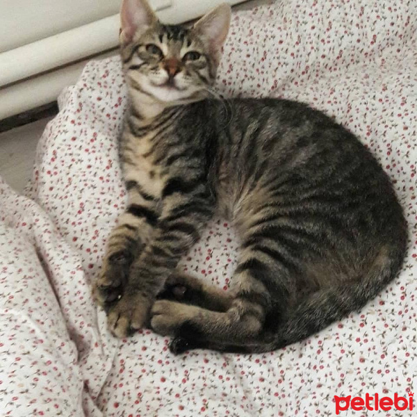 Tekir Kedi, Kedi  Fındık fotoğrafı