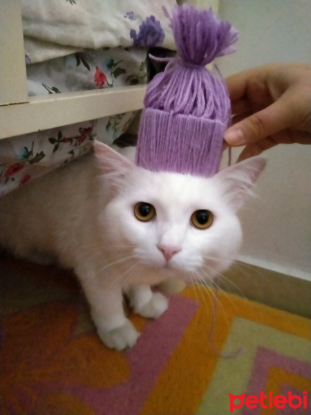 Van Kedisi, Kedi  Oliver fotoğrafı