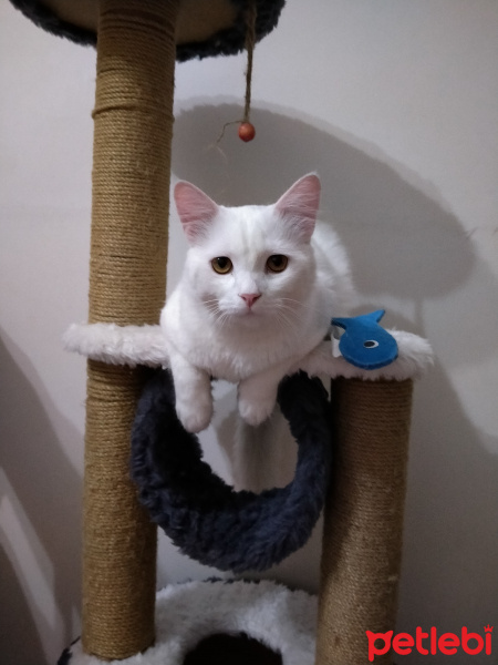 Van Kedisi, Kedi  Oliver fotoğrafı