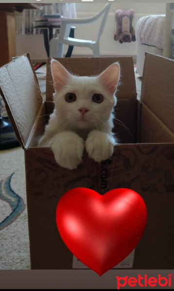 Van Kedisi, Kedi  Oliver fotoğrafı