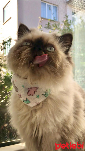 İran Kedisi (Persian), Kedi  Köfte fotoğrafı