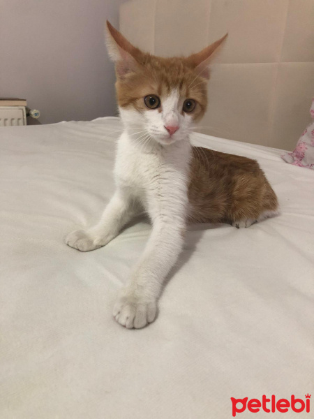 Tekir Kedi, Kedi  Leblebi fotoğrafı