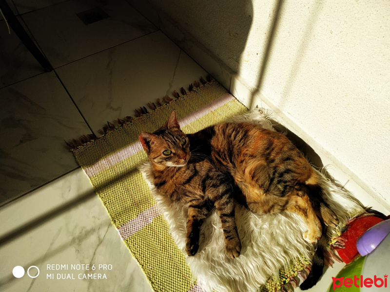 Tekir Kedi, Kedi  Leyla fotoğrafı