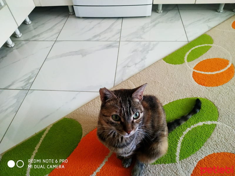 Tekir Kedi, Kedi  Leyla fotoğrafı