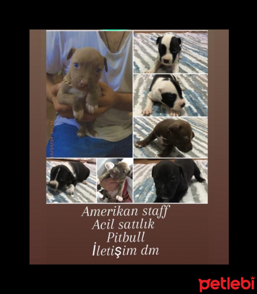 Amerikan Staffordshire Terrier, Köpek  chivas fotoğrafı