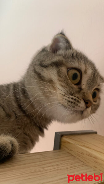 Scottish Fold, Kedi  Luna fotoğrafı