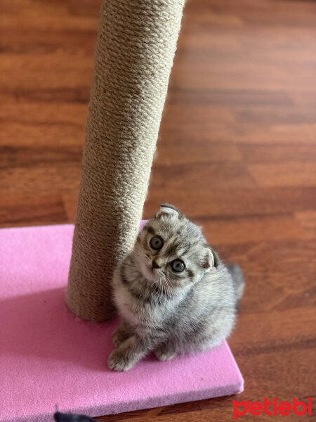 Scottish Fold, Kedi  Luna fotoğrafı