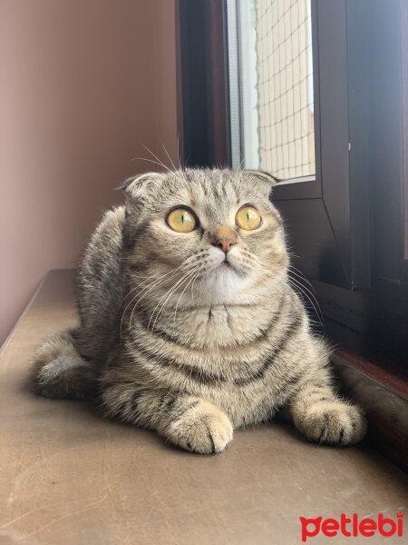 Scottish Fold, Kedi  Luna fotoğrafı