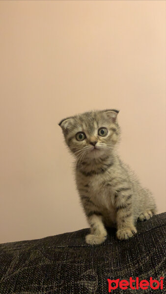 Scottish Fold, Kedi  Luna fotoğrafı