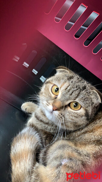 Scottish Fold, Kedi  Luna fotoğrafı