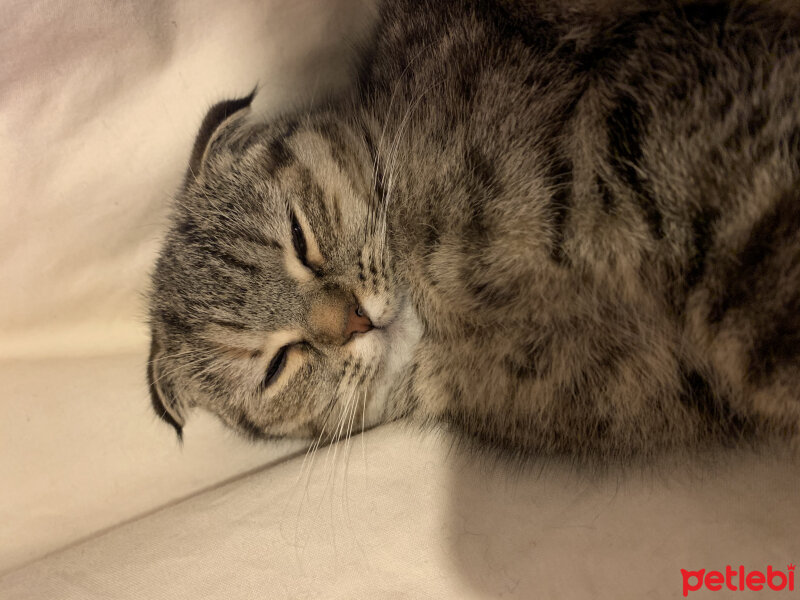 Scottish Fold, Kedi  Luna fotoğrafı