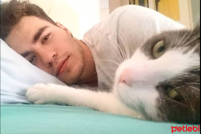 Tekir Kedi, Kedi  Sansar fotoğrafı