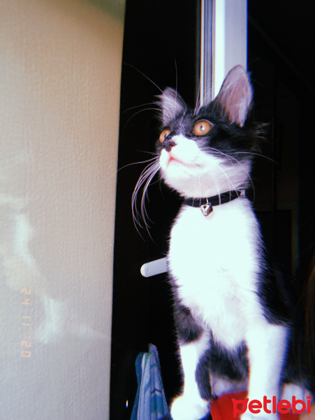 Tekir Kedi, Kedi  Gece fotoğrafı