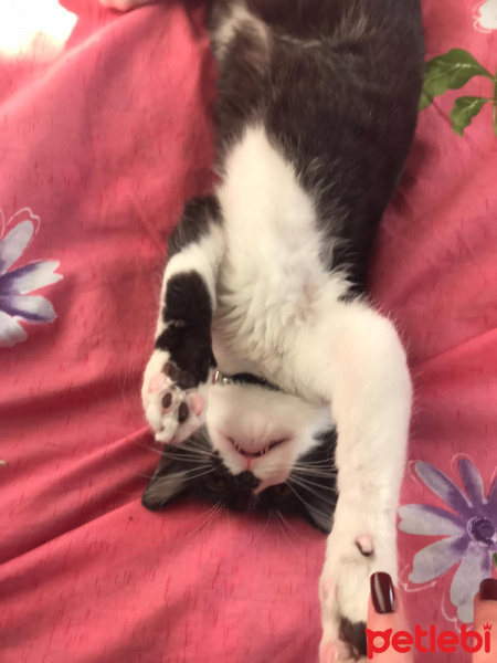 Tekir Kedi, Kedi  Gece fotoğrafı