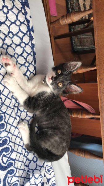 Tekir Kedi, Kedi  Gece fotoğrafı