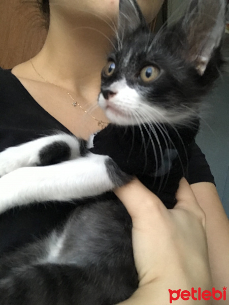 Tekir Kedi, Kedi  Gece fotoğrafı