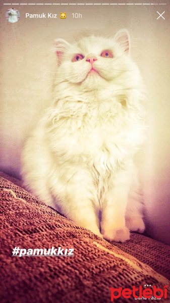Chinchilla, Kedi  Pamuk fotoğrafı