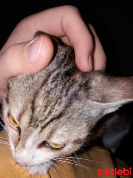 Tekir Kedi, Kedi  karamel fotoğrafı