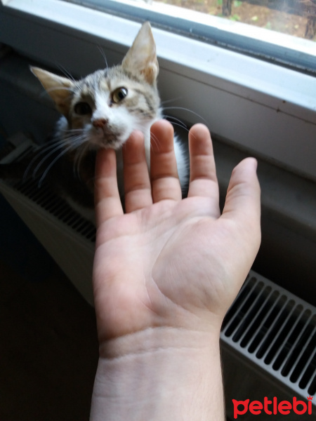 Tekir Kedi, Kedi  karamel fotoğrafı