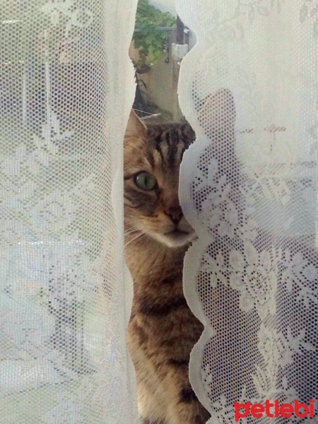 Tekir Kedi, Kedi  yastık fotoğrafı