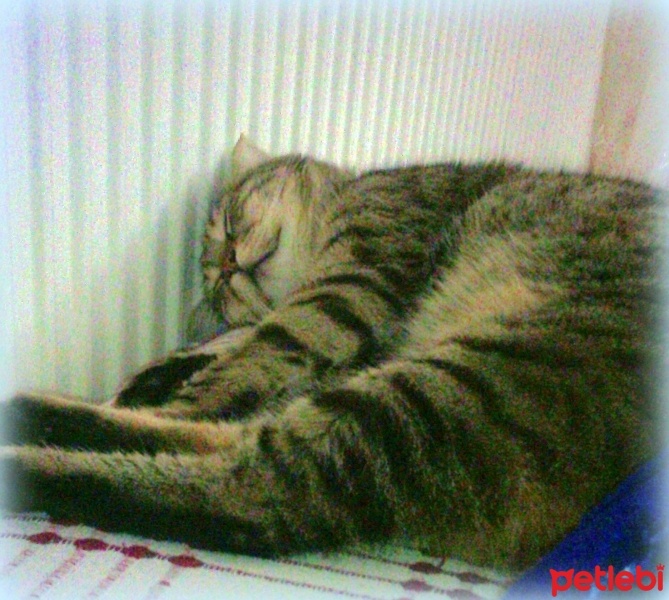 Tekir Kedi, Kedi  yastık fotoğrafı