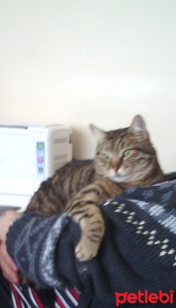 Tekir Kedi, Kedi  yastık fotoğrafı