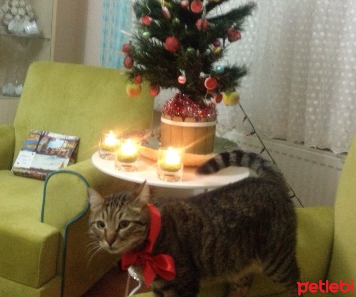 Tekir Kedi, Kedi  yastık fotoğrafı