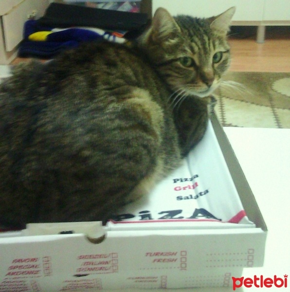 Tekir Kedi, Kedi  yastık fotoğrafı