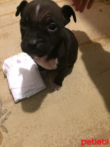 Amerikan Staffordshire Terrier, Köpek  SAHİBİNDEN SAFKAN AMERİCAN STAFF fotoğrafı