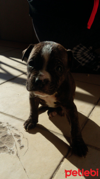 Amerikan Staffordshire Terrier, Köpek  SAHİBİNDEN SAFKAN AMERİCAN STAFF fotoğrafı