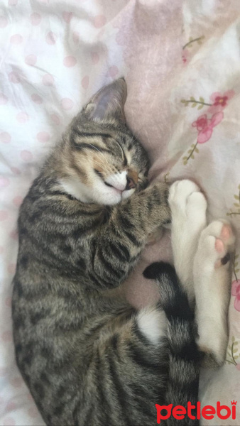 Tekir Kedi, Kedi  Loki fotoğrafı