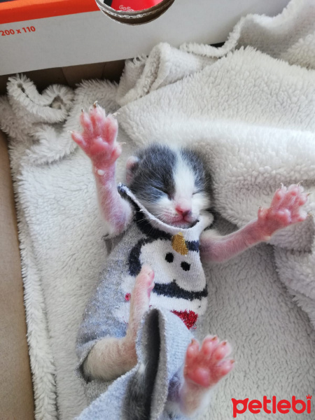 Tekir Kedi, Kedi  Fındık fotoğrafı