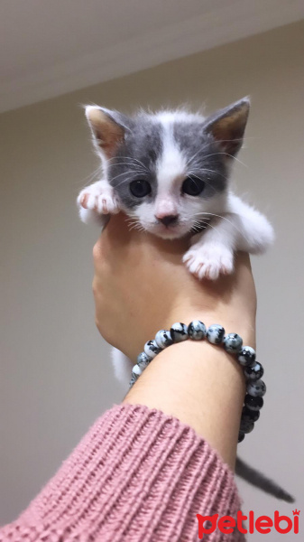 Tekir Kedi, Kedi  Fındık fotoğrafı