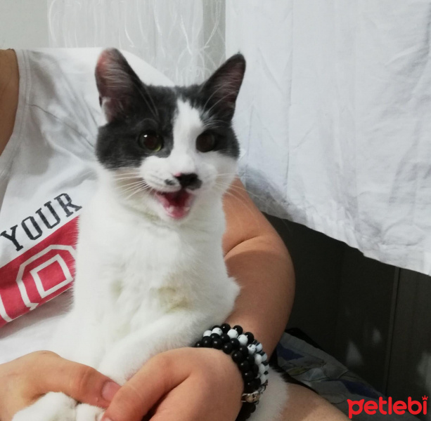 Tekir Kedi, Kedi  Fındık fotoğrafı