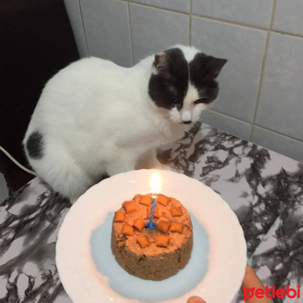 Tekir Kedi, Kedi  Fındık fotoğrafı