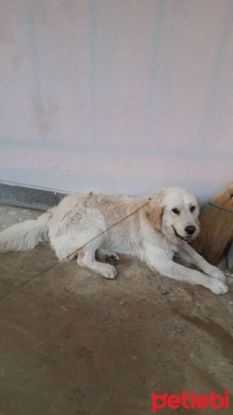 Golden Retriever, Köpek  Bilinmiyor fotoğrafı