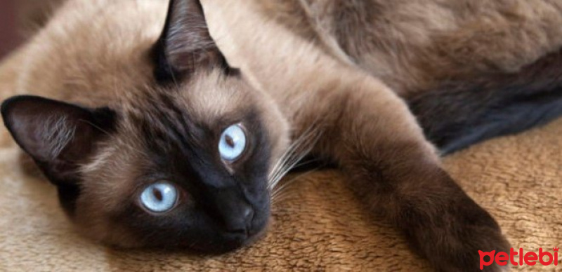 Siyam Kedisi, Kedi  miam fotoğrafı