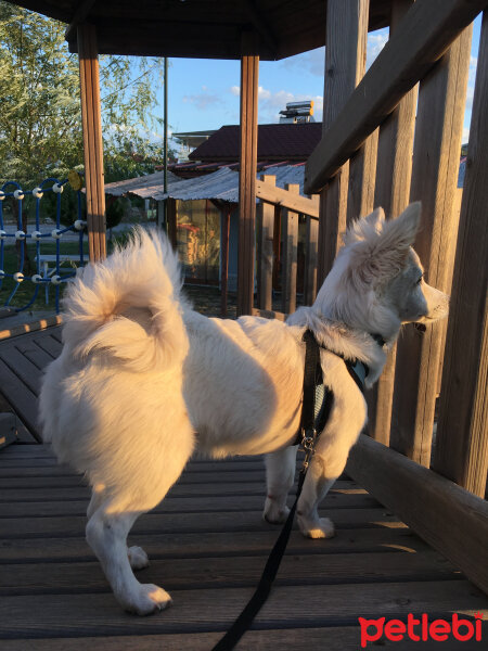 Amerikan Eskimo, Köpek  Mars fotoğrafı