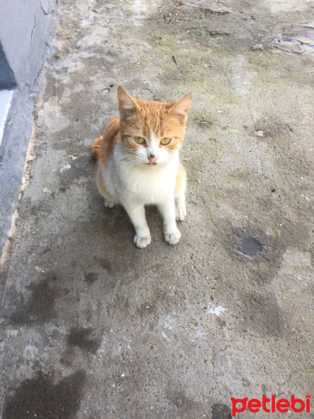 Tekir Kedi, Kedi  Boncuk fotoğrafı